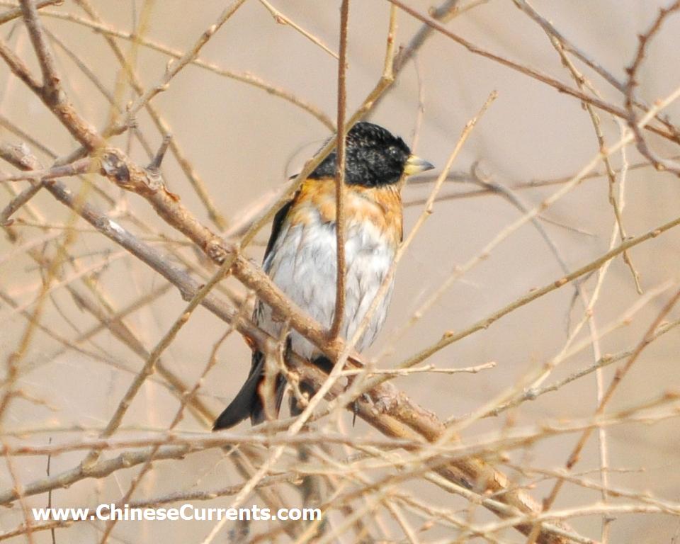 2010birds11a.jpg