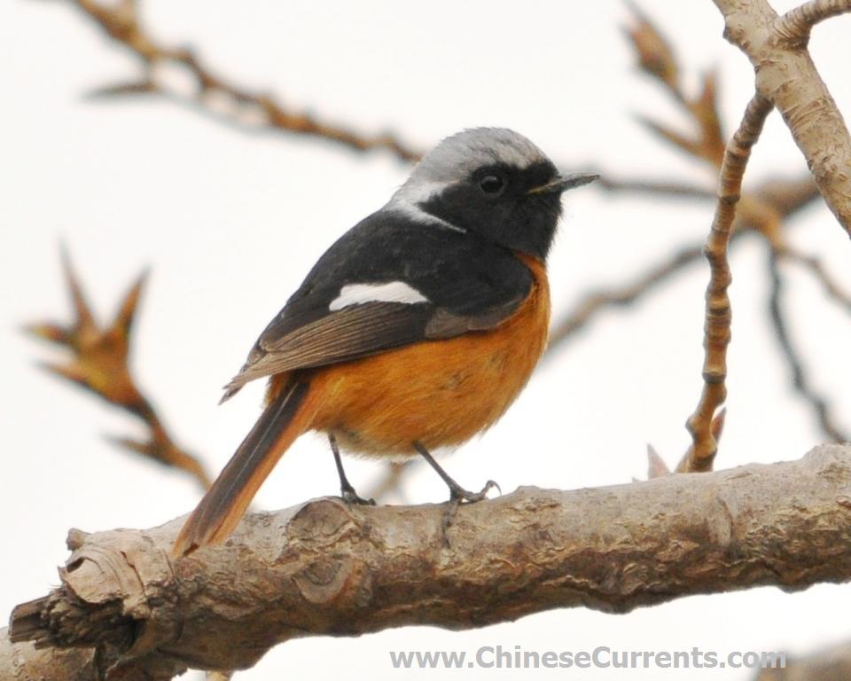 Beijing, Chaoyang Park