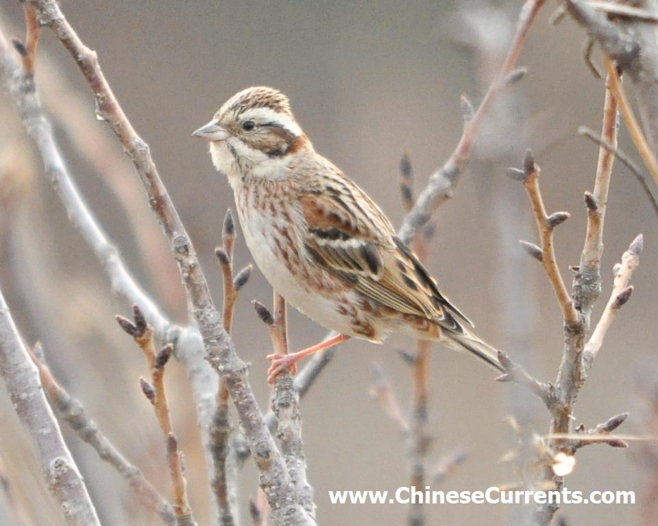 Beijing, Chaoyang Park