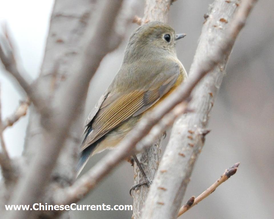 Beijing, Chaoyang Park