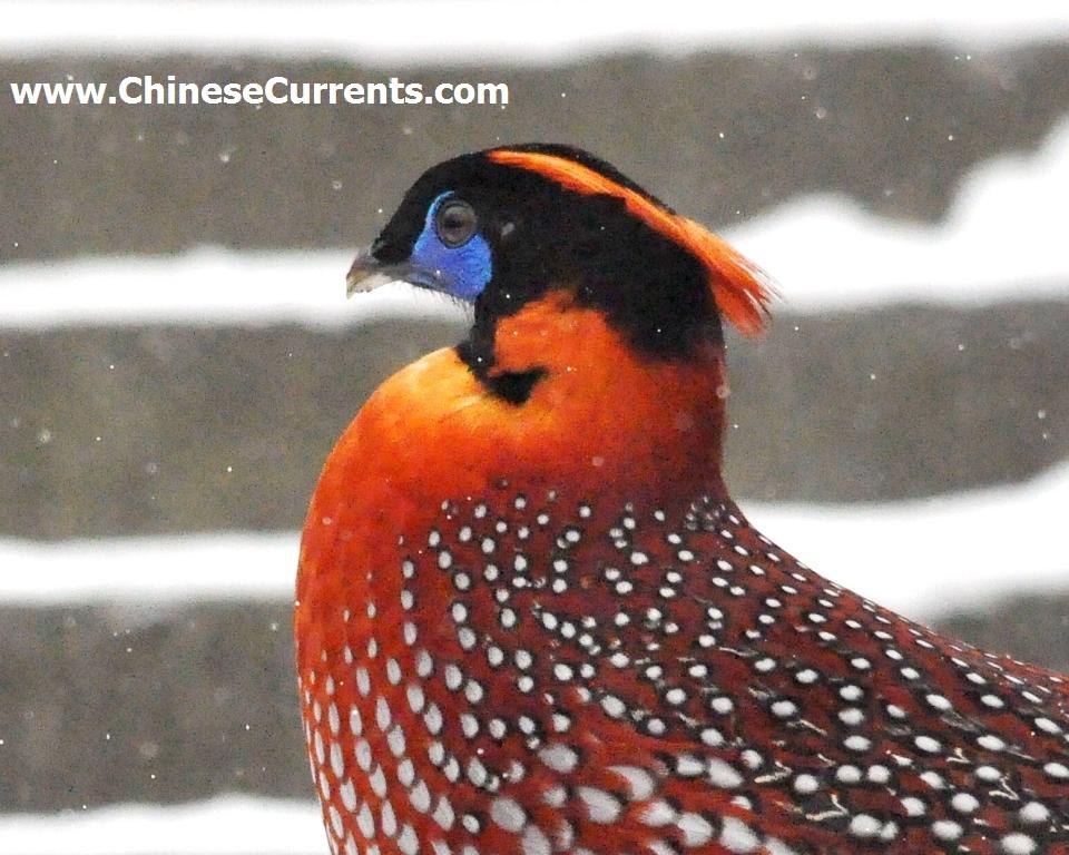 China_Emei_Shan_Tragopan.jpg