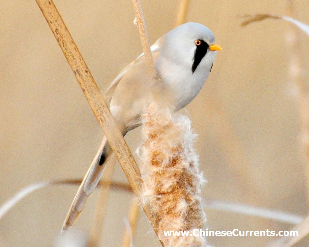 China_birds_1.jpg