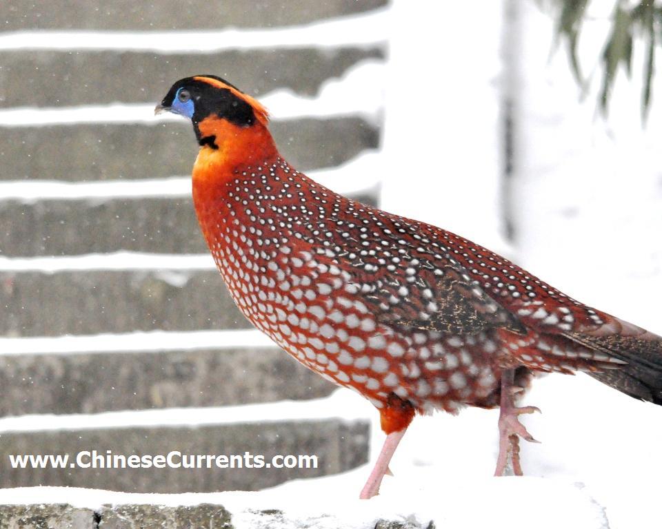 China_birds_11.jpg