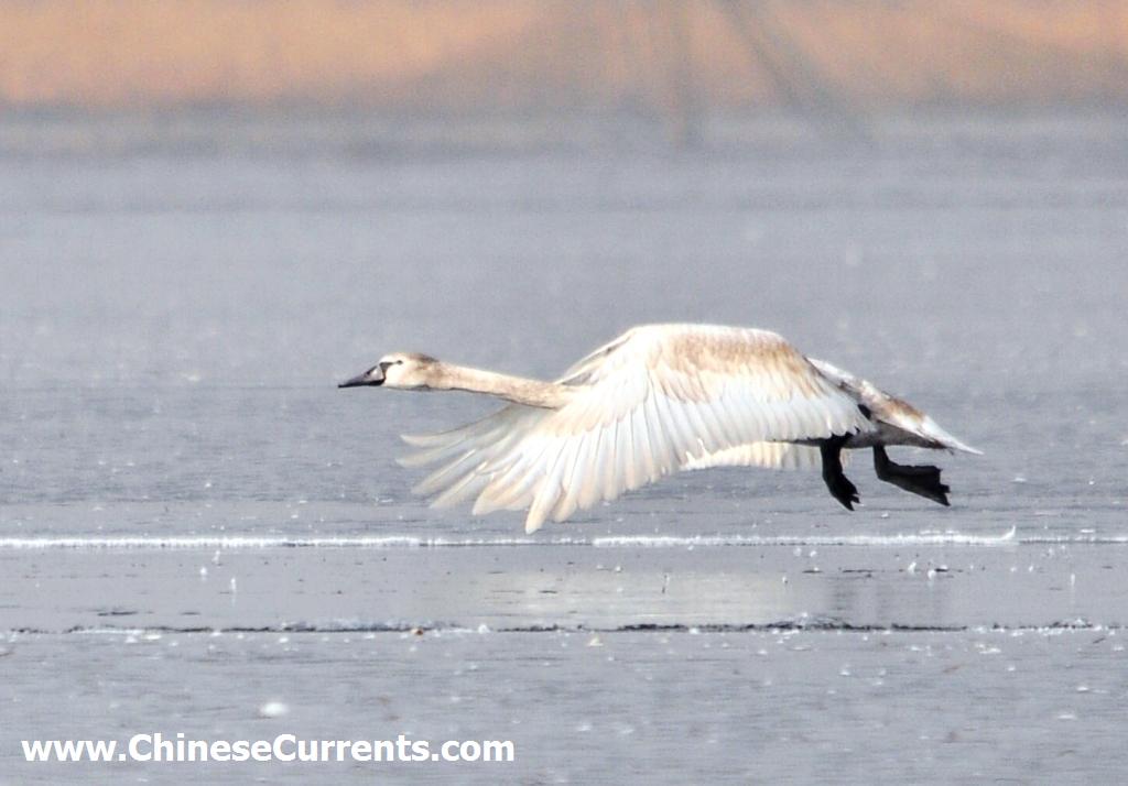 China_birds_11.jpg