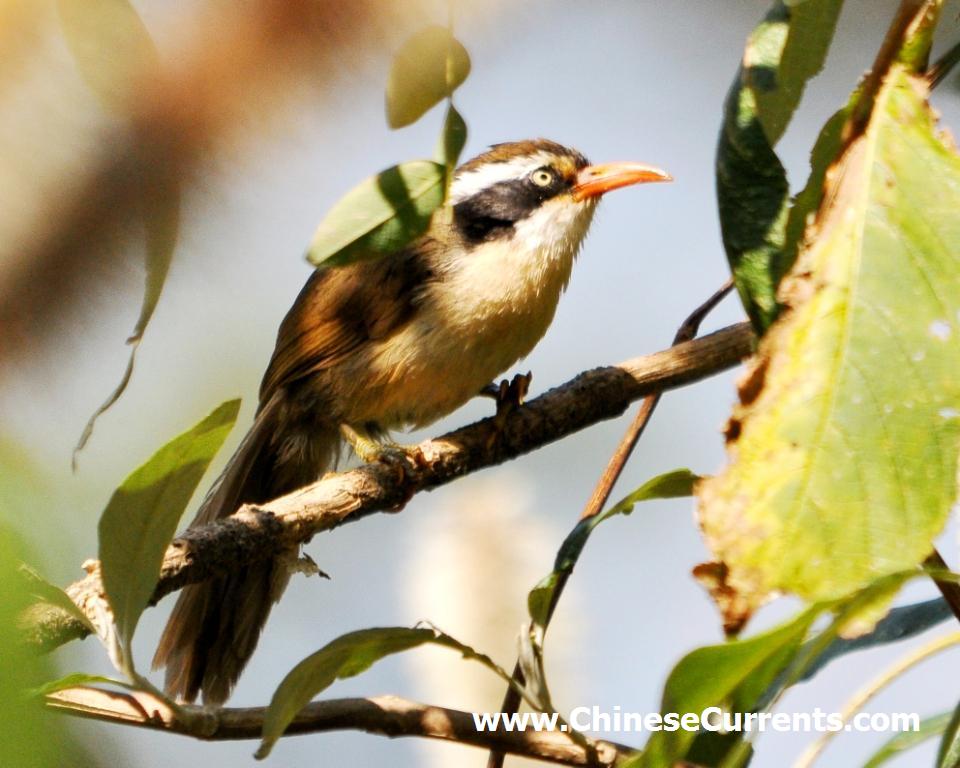 China_birds_19.jpg