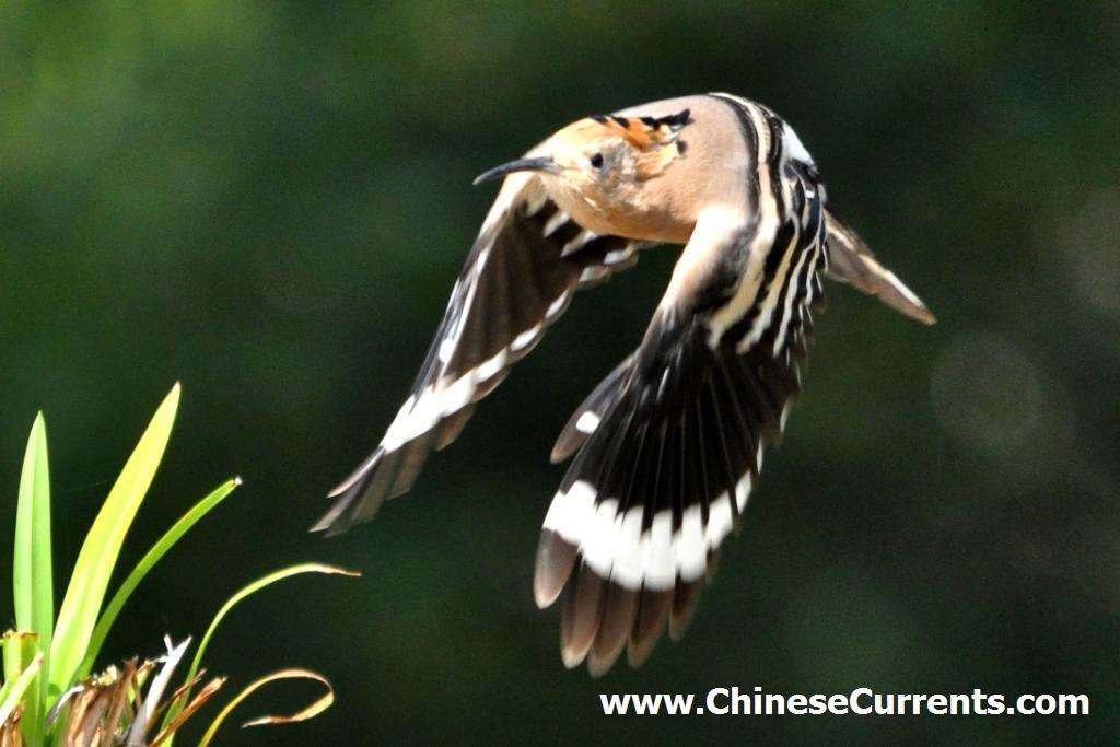 China_birds_19.jpg