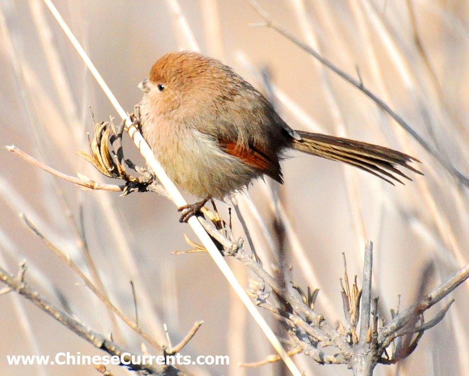 China_birds_30.jpg