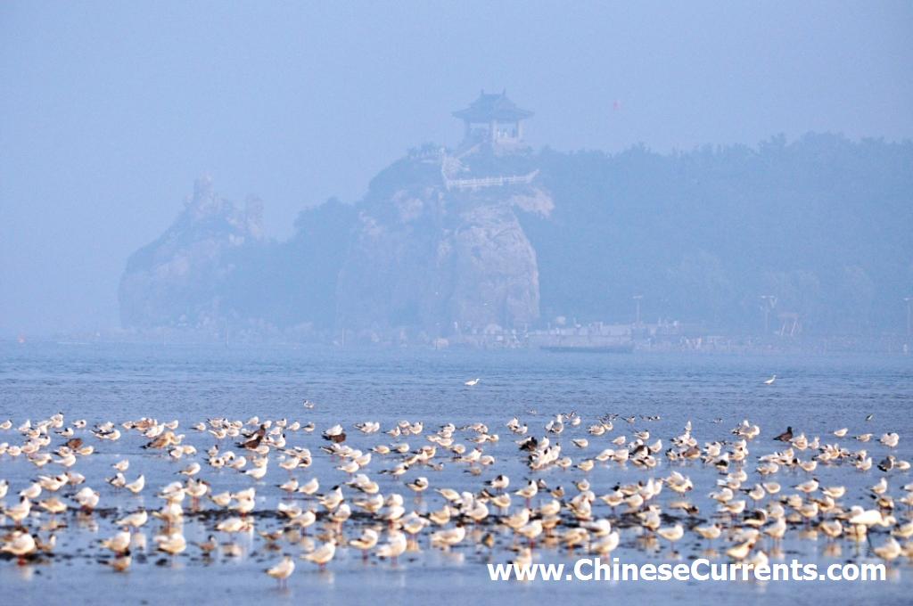 China_birds_30.jpg