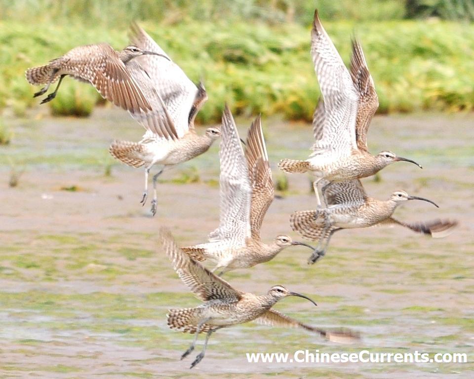 China_birds_30.jpg