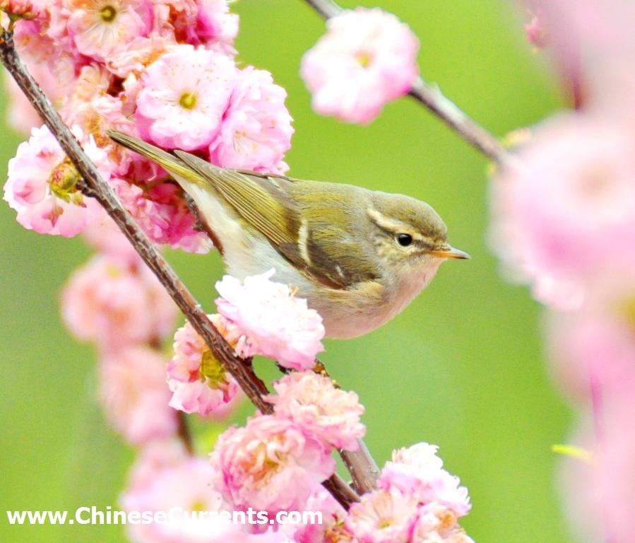 China_birds_1.jpg