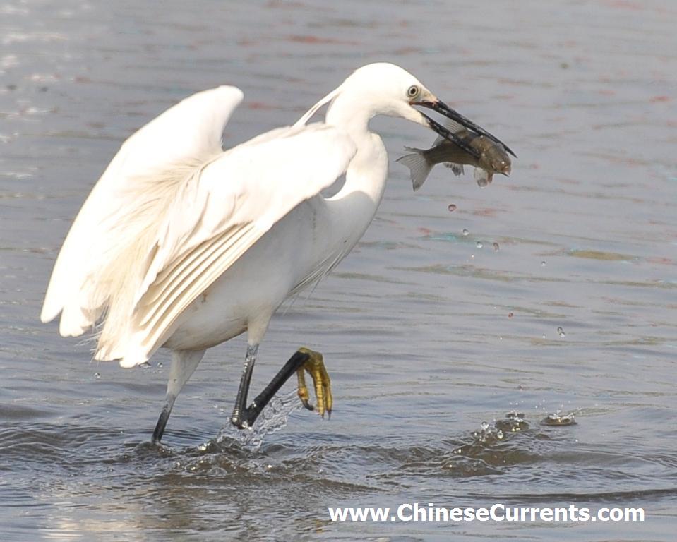 China_birds_1.jpg