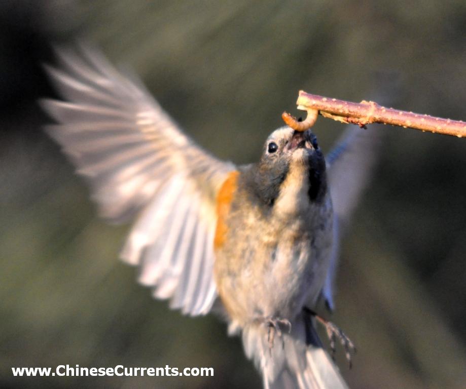 ChineseCurrents.com_7794.jpg