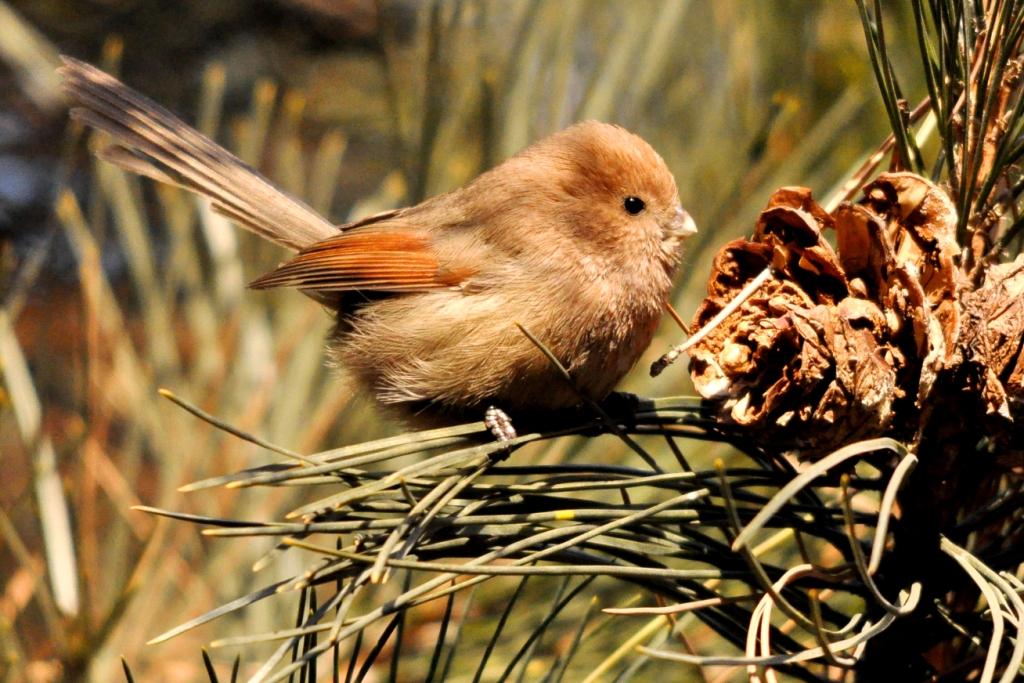 Vinous...throatedParrotbill.jpg