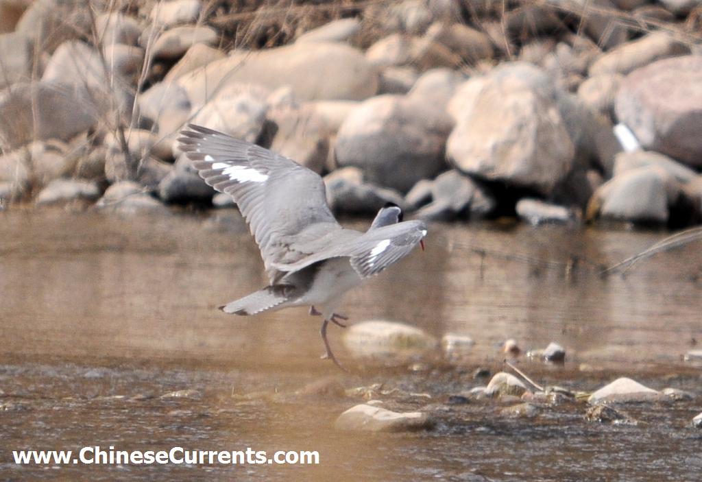 a_Ibisbill_beijing.jpg