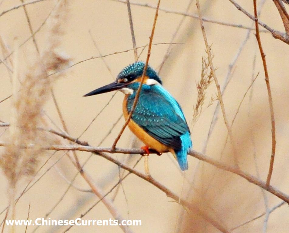 a_kingfisher.jpg