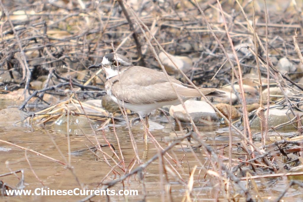 a_Ibisbill_beijing.jpg