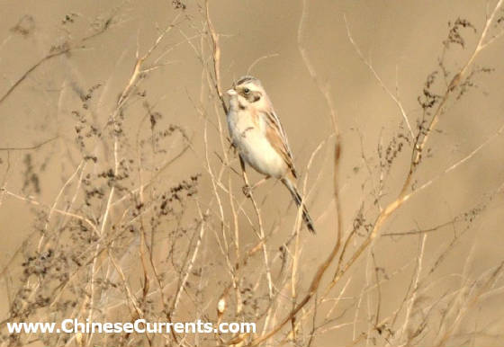 charts/JapanesReedBunting.jpg