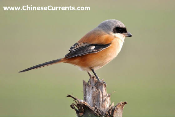 charts/longtailedshrike3.jpg