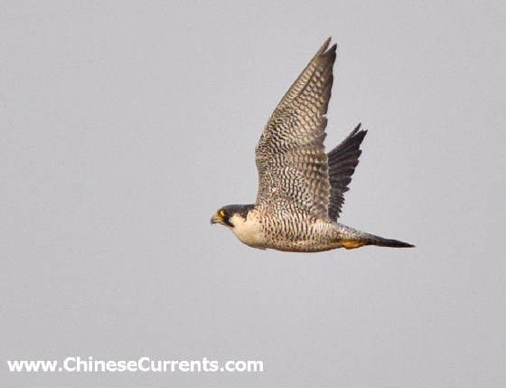 charts/peregrine8.jpg