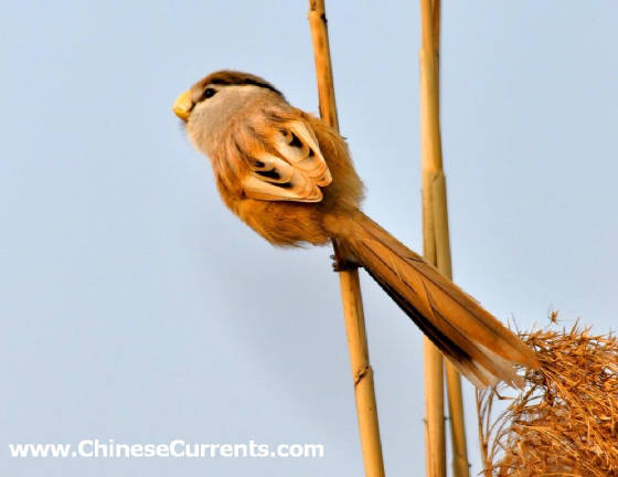 charts/reedparrotbill5.jpg