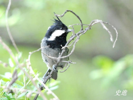 charts/rufous-ventedtit.jpg