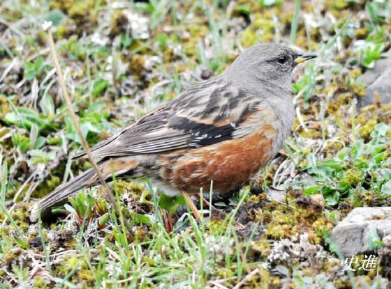 charts/sichuanalpineaccentor.jpg