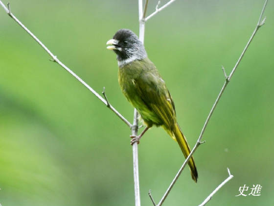 charts/sichuancollaredfinchbill.jpg