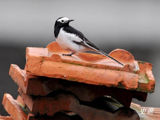 charts/sichuanwhitewagtail.jpg