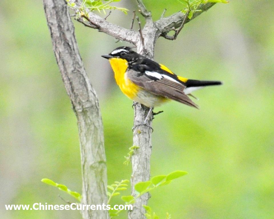 charts/China_birds_18..jpg