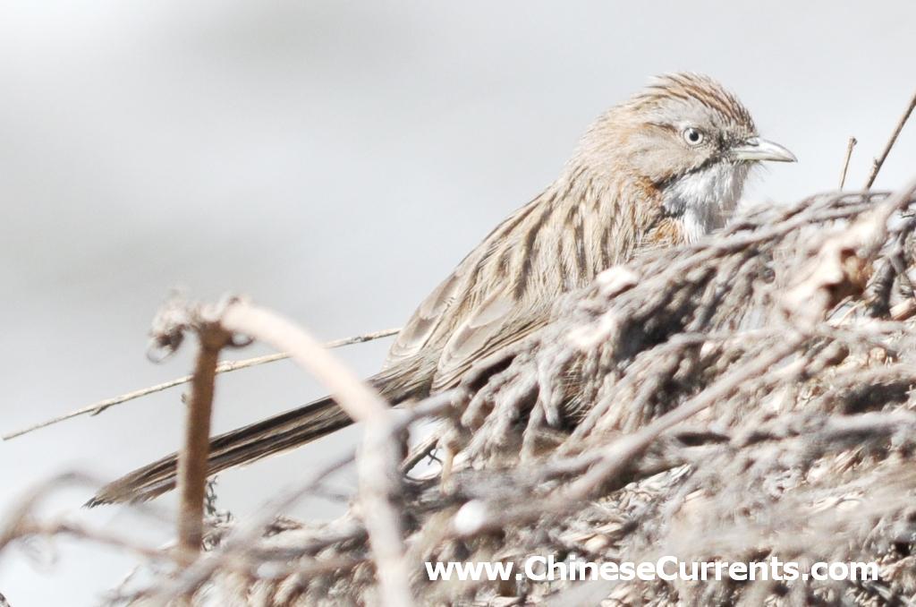 charts/EuropeanStarling.jpg