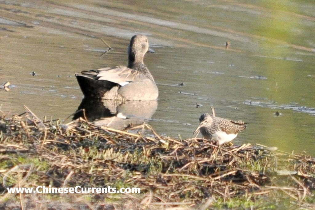 charts/Gadwall.jpg