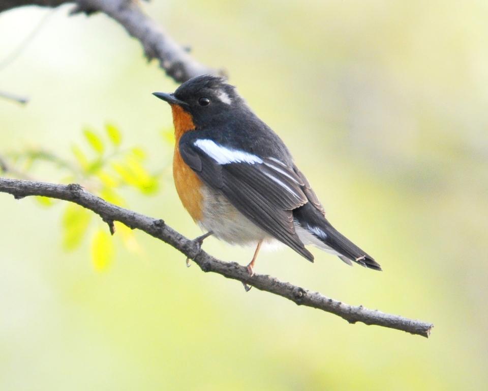 charts/YellowBreastedBunting.jpg