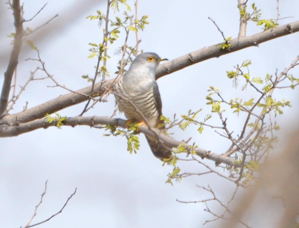 charts/YellowBreastedBunting.jpg