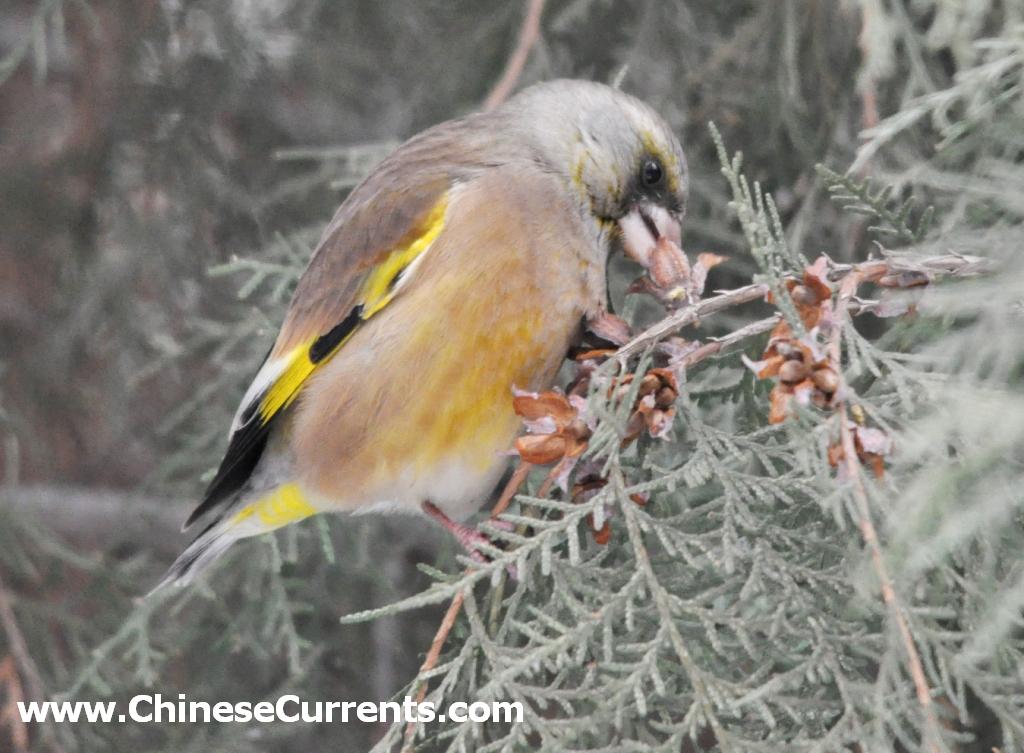 charts/OrientalGreenfinch.jpg