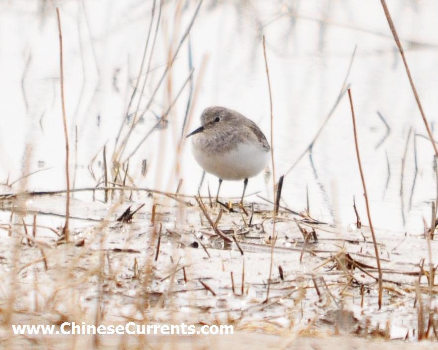 charts/TemmincksStint.jpg