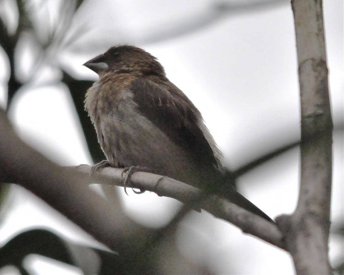 charts/Whiye-browedLaughingthrush.jpg