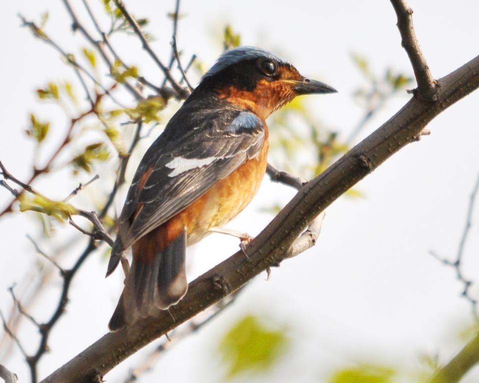 charts/YellowBreastedBunting.jpg