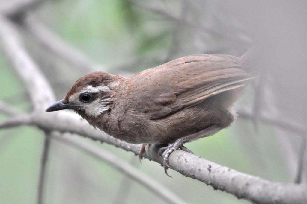 charts/Whiye-browedLaughingthrush.jpg