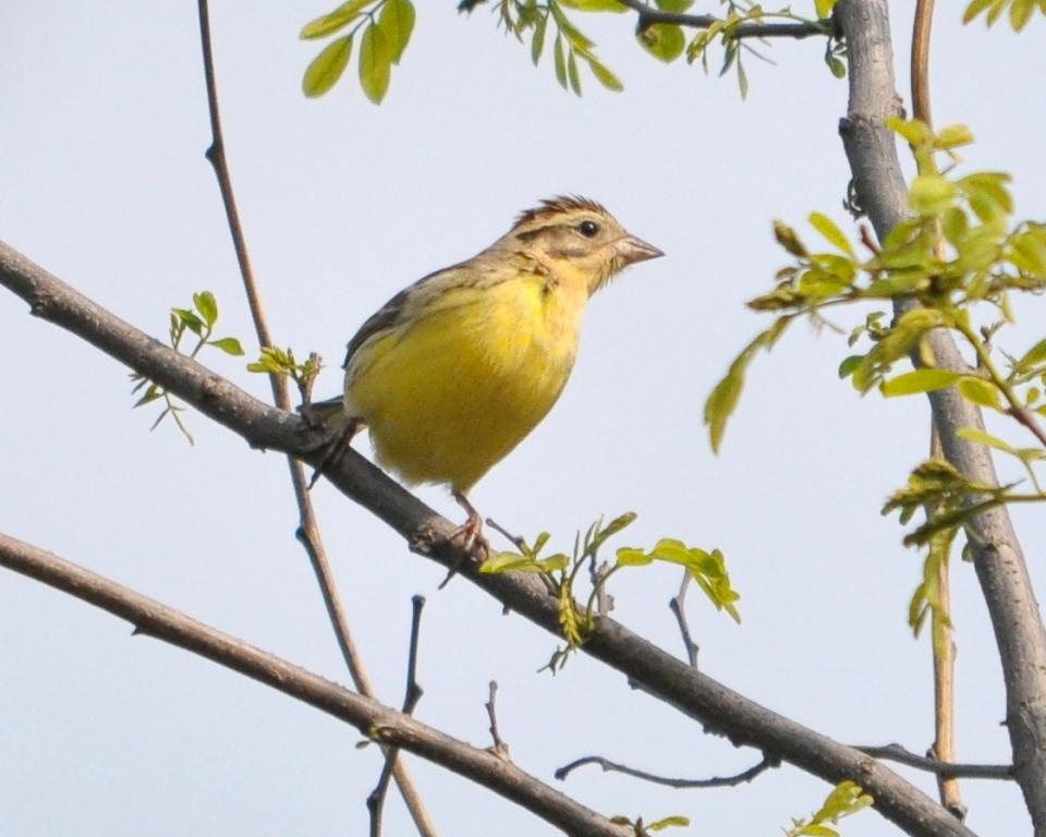 charts/YellowBreastedBunting.jpg