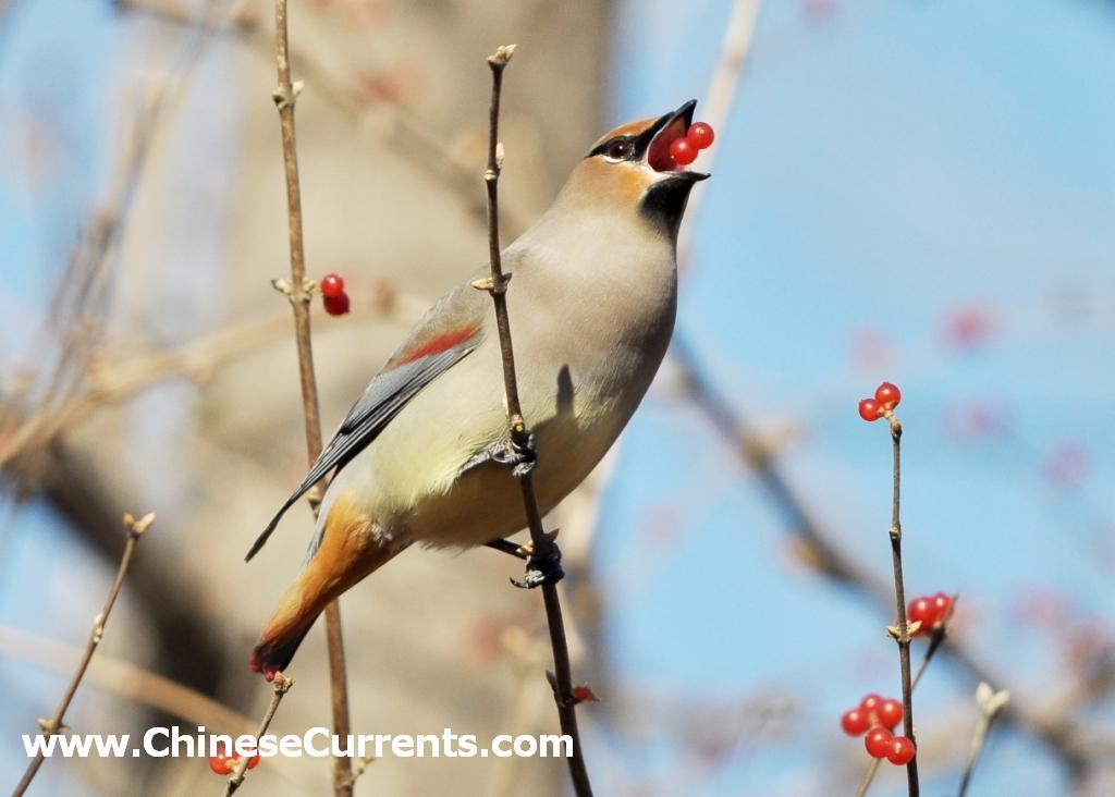 charts/japanesewaxwing2.jpg