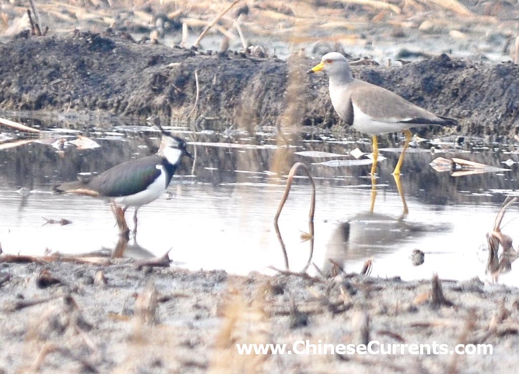 charts/lapwings.jpg