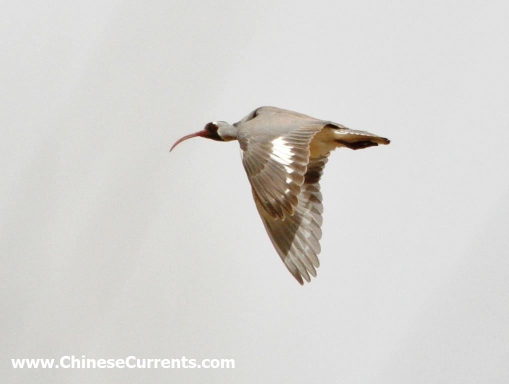 a_Ibisbill_beijing.jpg