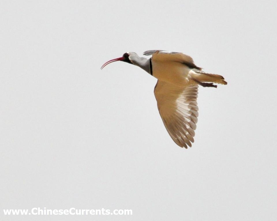 a_Ibisbill_beijing.jpg