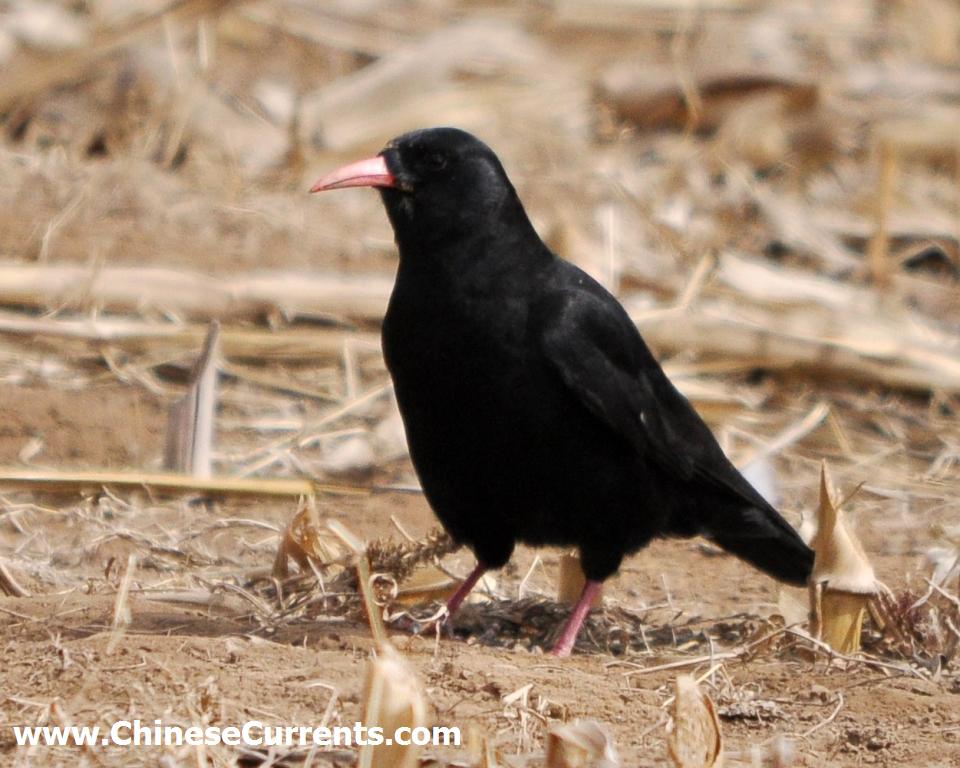 a_Ibisbill_beijing.jpg