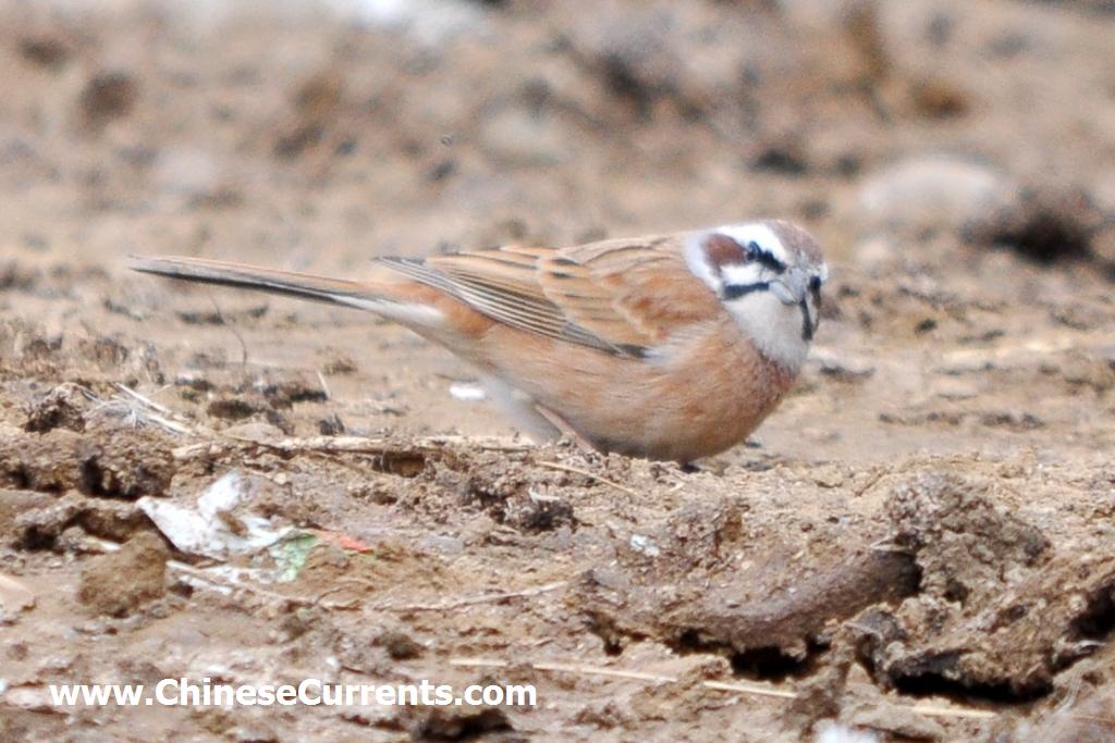 a_Ibisbill_beijing.jpg