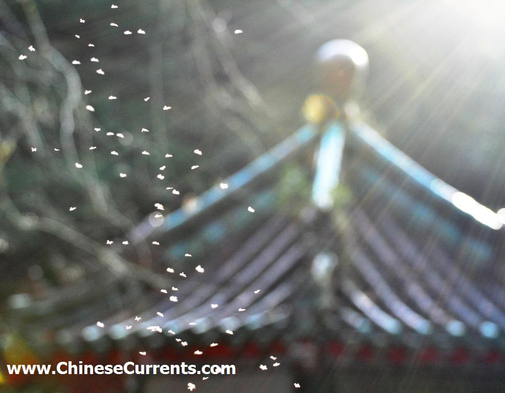 www.ChineseCurrents.com_0170.jpg