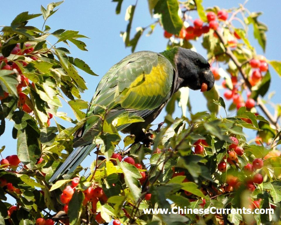 www.ChineseCurrents.com_0822.jpg