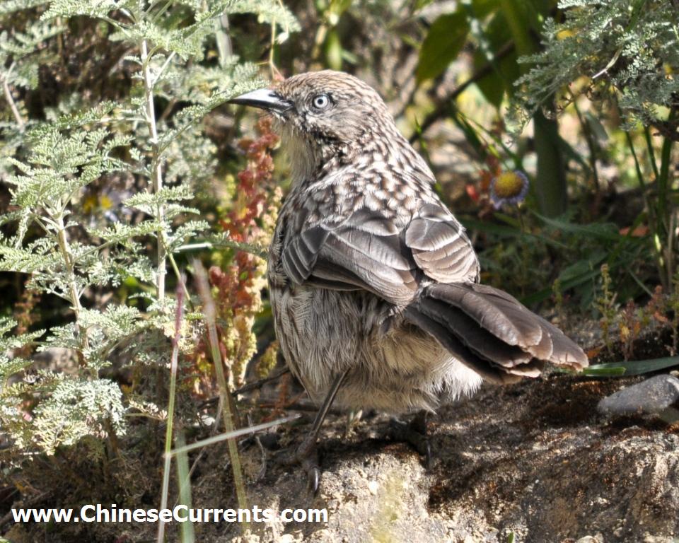 www.ChineseCurrents.com_0832.jpg