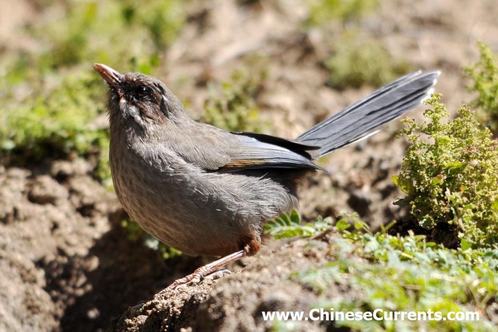 www.ChineseCurrents.com_0842.jpg
