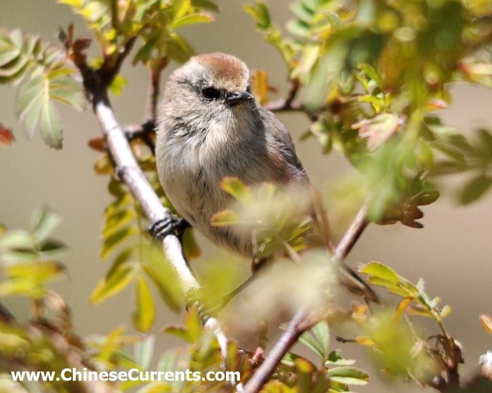 www.ChineseCurrents.com_0852.jpg